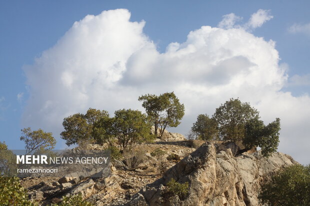 طبیعت دره«ارغوان» ایلام