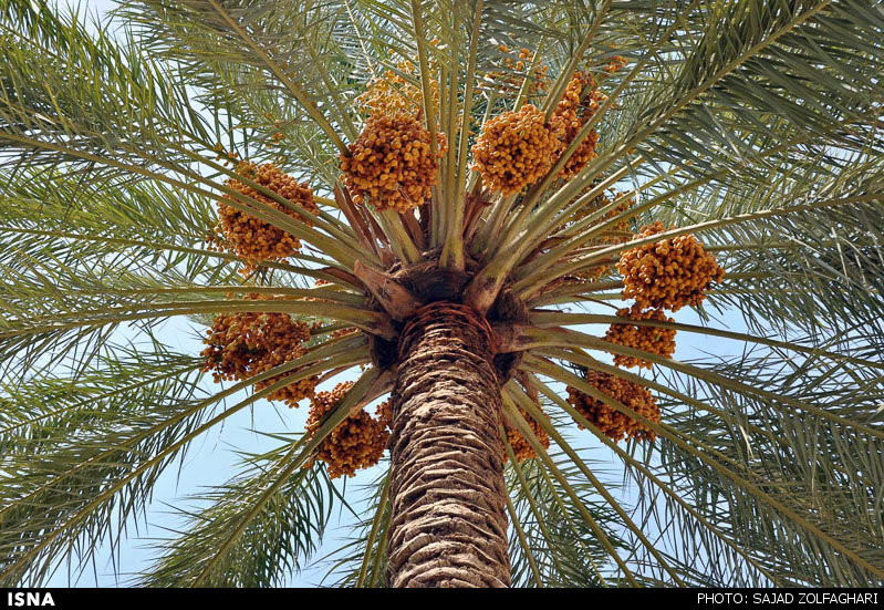 ماجرای صادرات درختان نخل جنوب به کشورهای عربی چیست؟