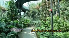 ببینید| باغ سرپوشیده در فرودگاه قطر/  این فرودگاه سالانه 58 میلیون مسافر را می پذیرد