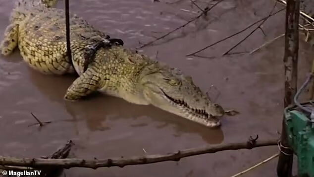 تصاویر تمساح غول پیکری که ۳۰۰ نفر را خورده است! | هیولای آدمخوار را ببینید