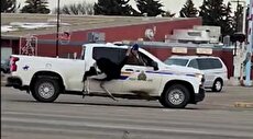 ببینید| تعقیب و گریز شتر مرغ‌ها توسط پلیس کانادا