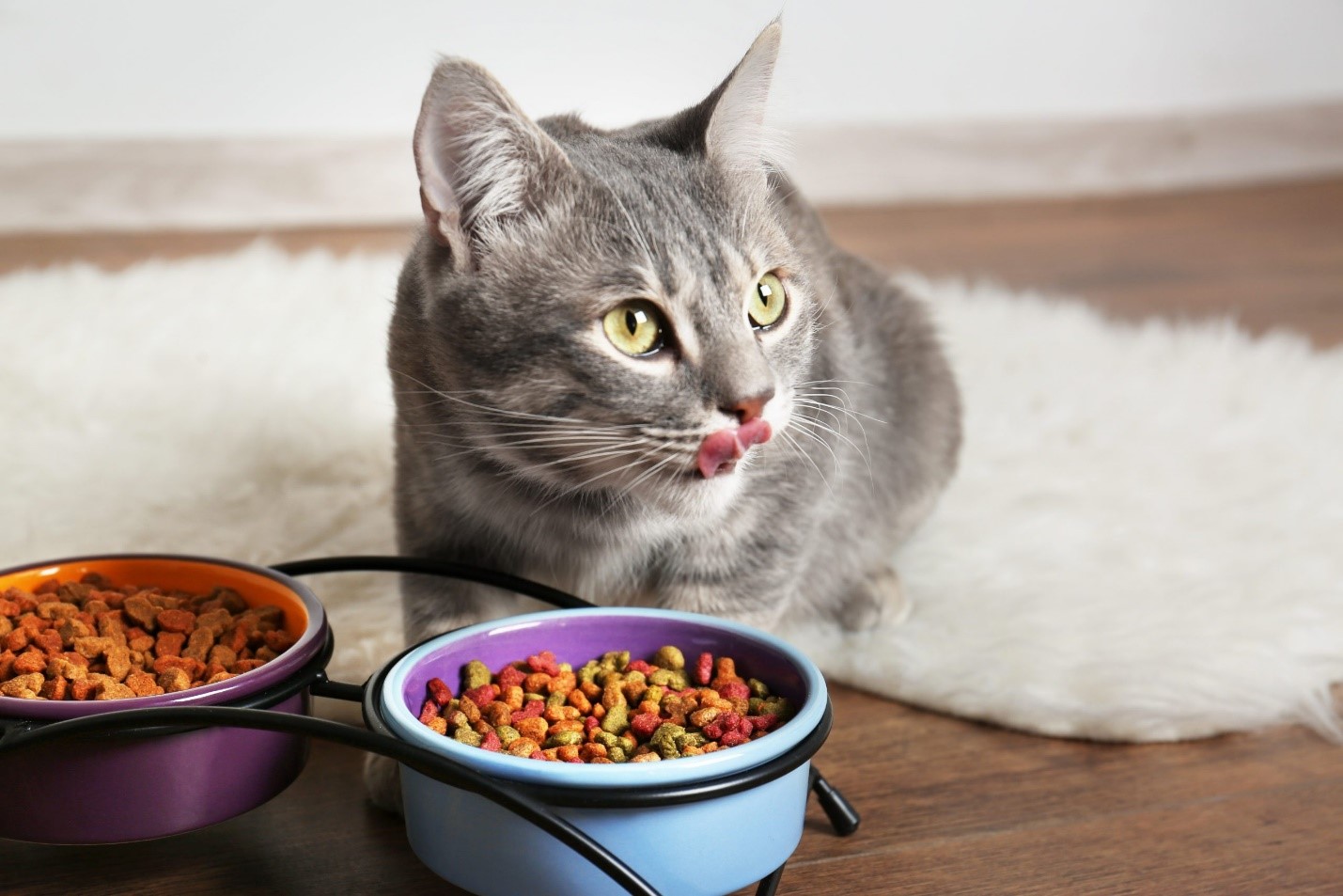 غذای خشک گربه: راهکار اقتصادی و مناسب