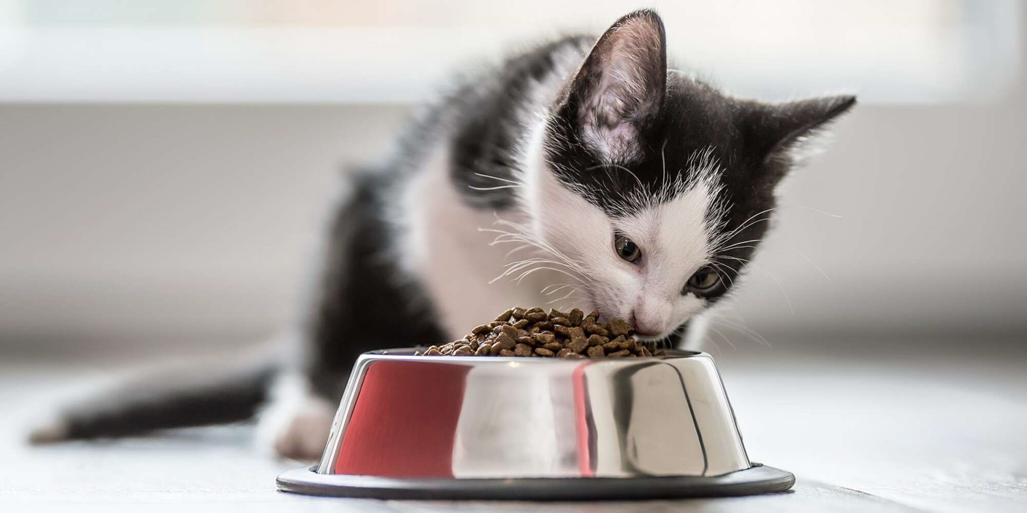 غذای خشک گربه: راهکار اقتصادی و مناسب