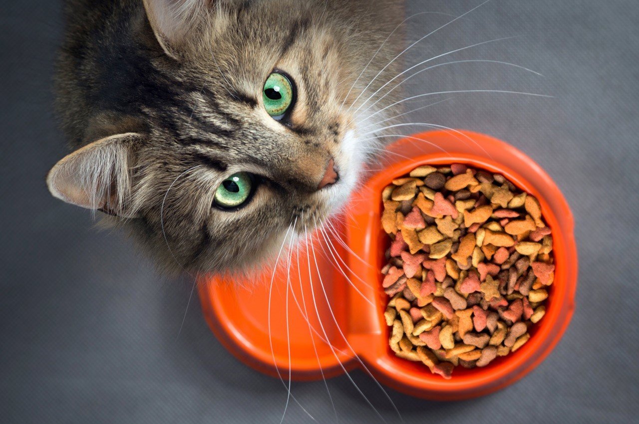 آیا غذای گربه در سنین مختلف، متفاوت است؟