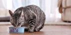 غذای گربه ایرانی و خارجی چیست؟