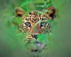 عکس های جالب کننده از طبیعت؛ چشم شکارچیان در چشم عکاسان!
