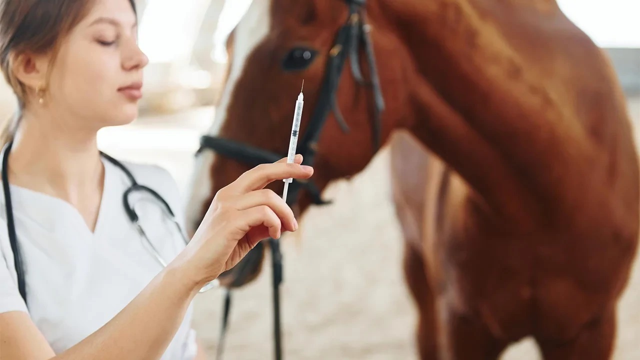 باید ها و نباید های واکسیناسیون اسب کدامند؟