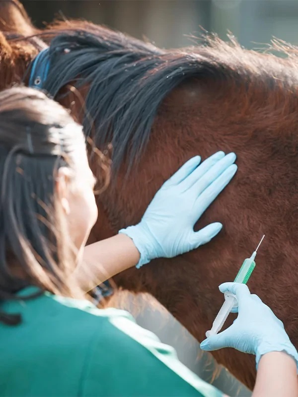 نبایدهای واکسیناسیون اسب