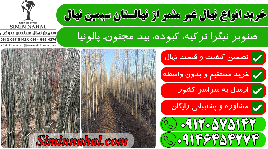 نهال کبوده با کیفیت تضمینی، فقط کافیست تماس بگیرید