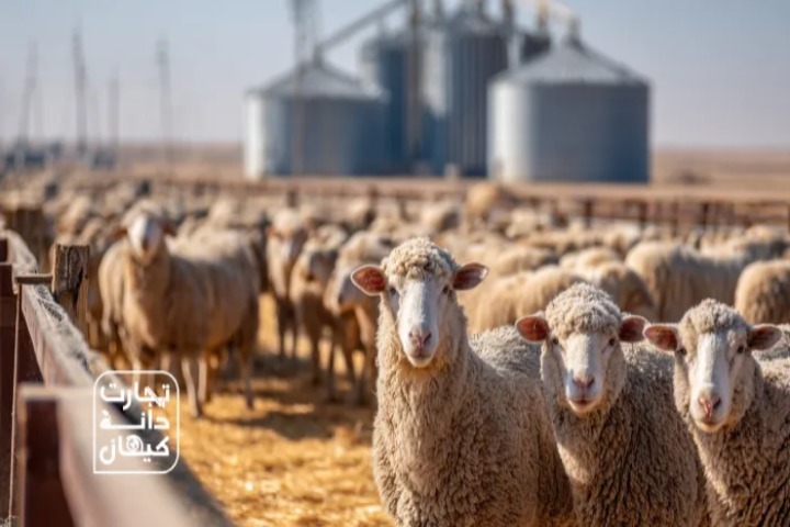 آینده تأمین نهادههای دامی در ایران؛ چالشها و فرصتهای پیشرو آینده تأمین نهادههای دامی در ایران؛ چالشها و فرصتهای پیشرو